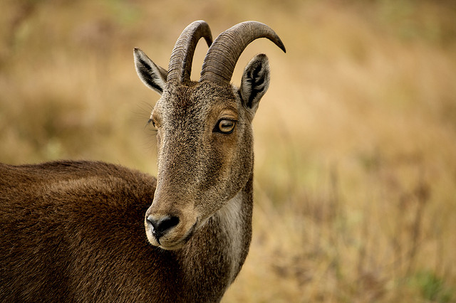 The Himalayan tahr is a close relative of the wild goat and sheep. They have specially adapted to life on the rugged mountain slopes of the Himalayas.