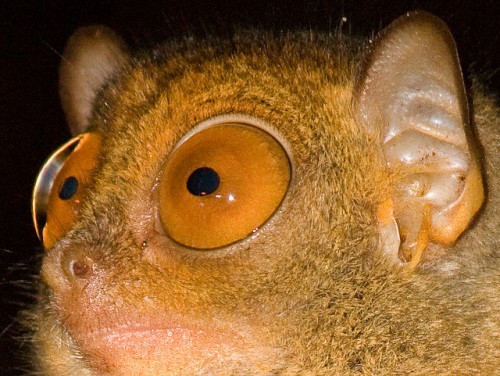 Unique Island Animals : Evolution and Mutation : Fun Facts About the Philippine Tarsier, Those Eyes!