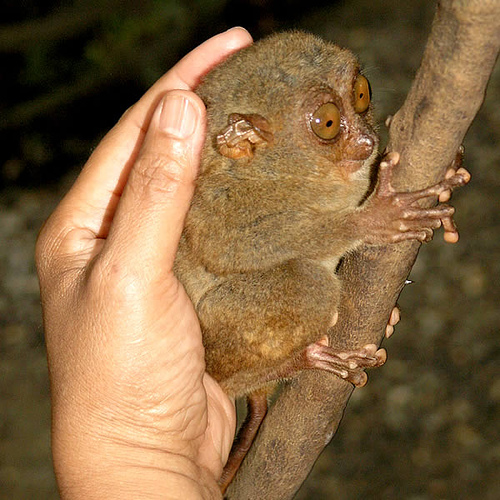 Tarsier, Erwin Bolwidt, Flickr