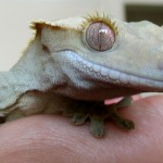 What Happens When a Gecko Loses its Tail?