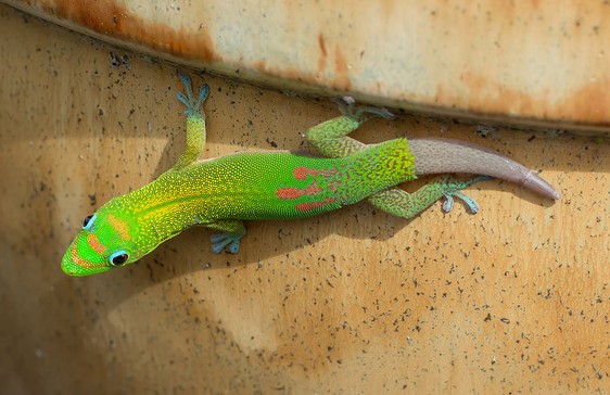 When a gecko loses its tail, Mark Kortum, Flickr (2)