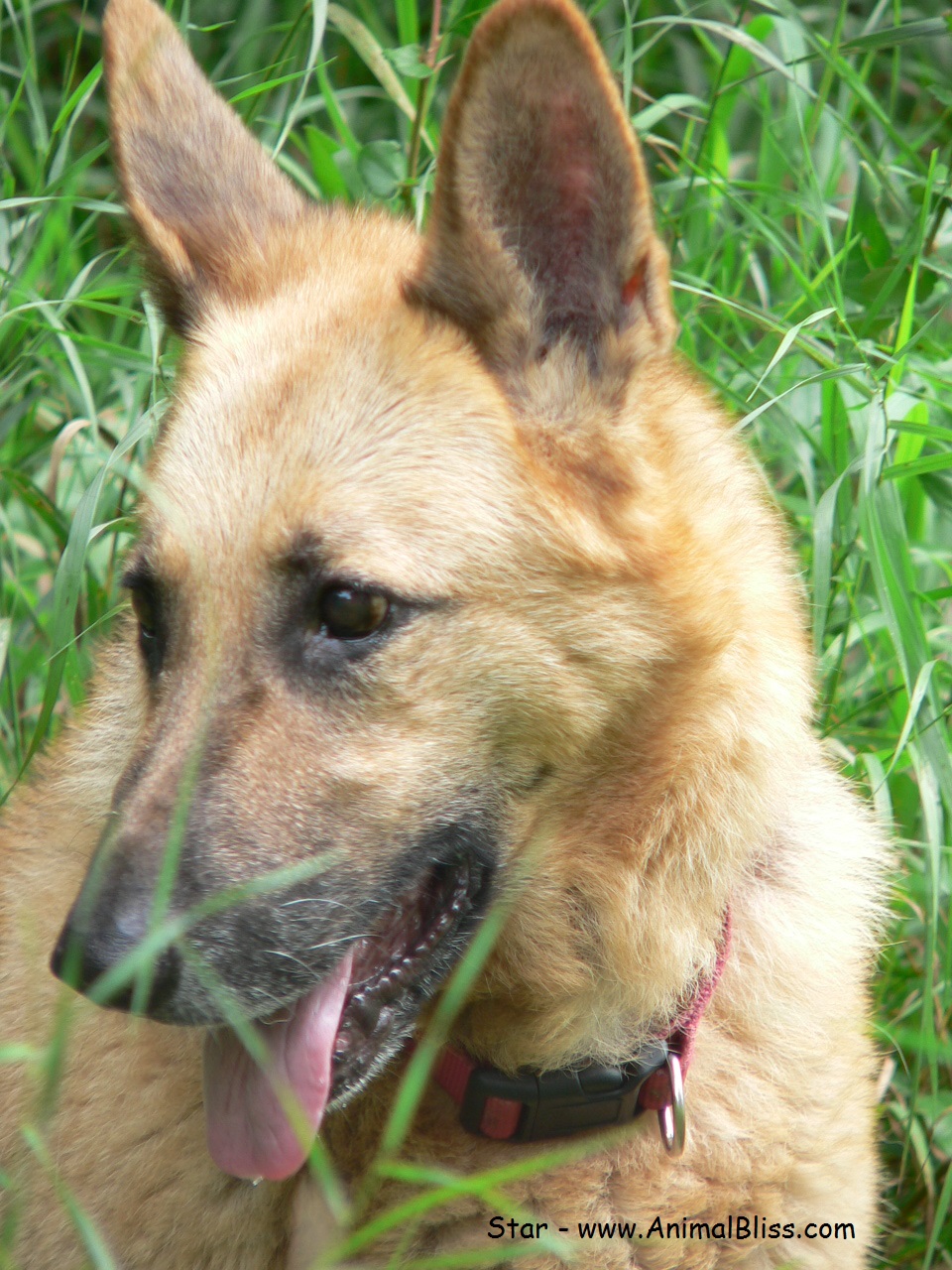 german shepherd dog wags its tail