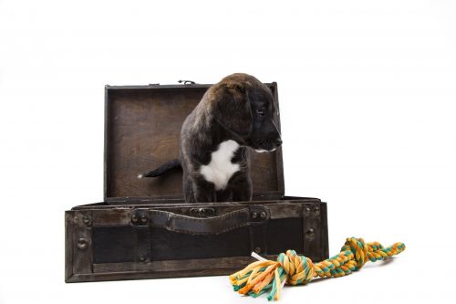 Travelling overseas when you have pets requires a lot of planning, but here are a few options you might consider