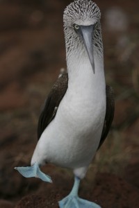 Blue footed booby facts