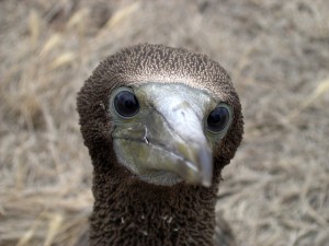Blue Footed Booby Facts