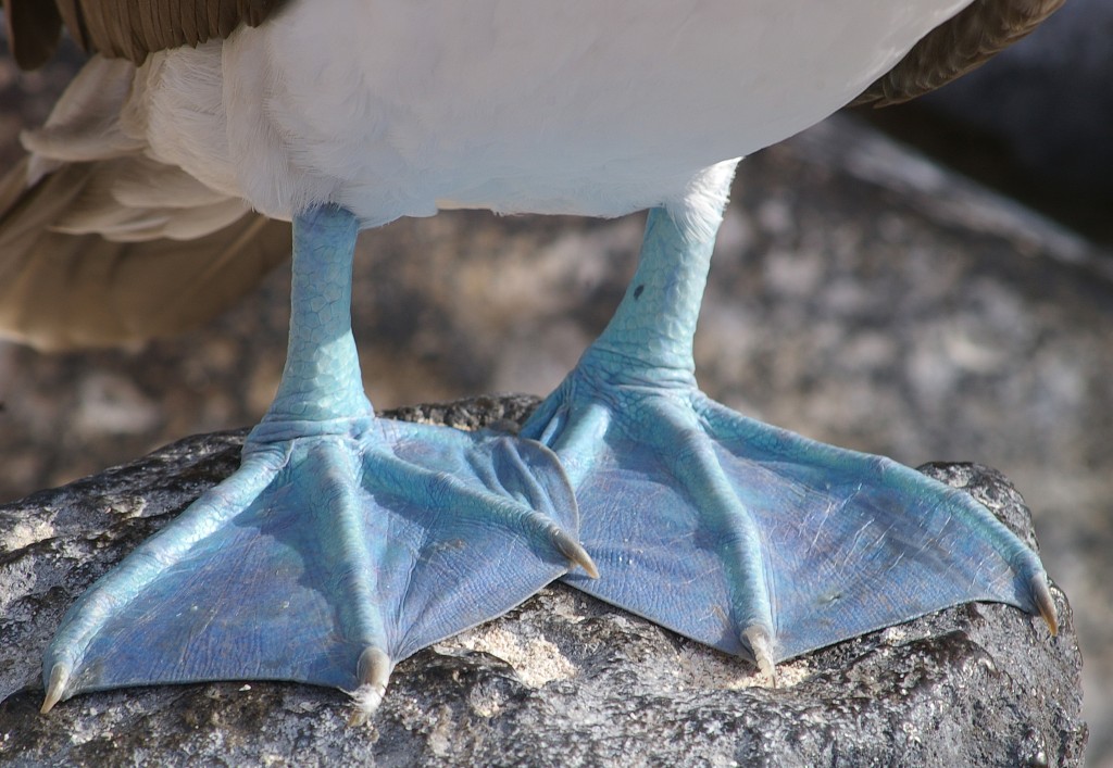 Blue Footed Booby Facts