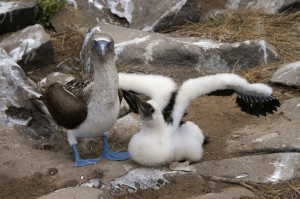 Blue Footed Booby Facts
