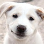 Travel During The Holidays? Choose The Right Dog Kennel