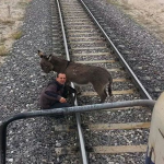 Donkey Tied to a Railroad Track Gets Saved Just in Time