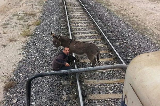 Donkey Tied to a Railroad Track Gets Saved Just in Time