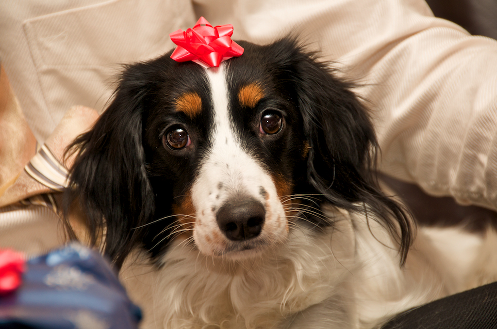 Ways to Keep your Pet Safe over the Holidays