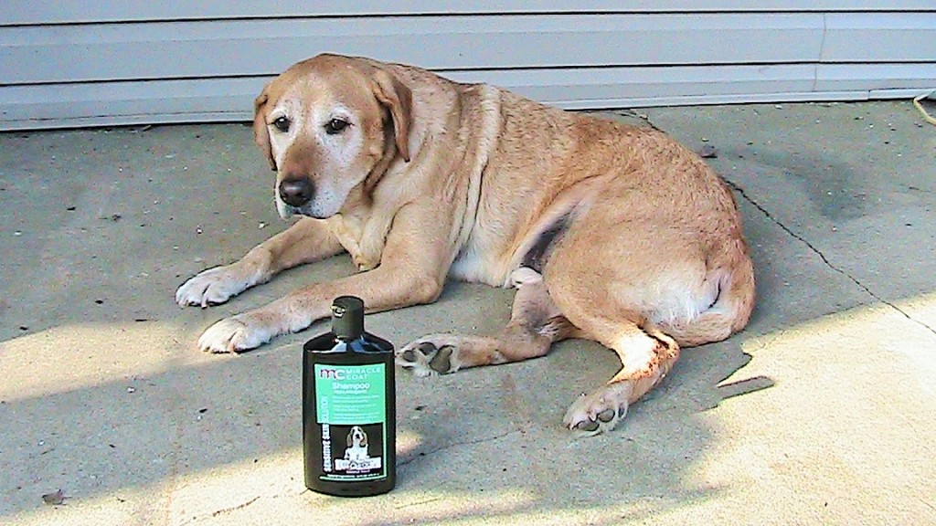 Miracle Coat Shampoo for Dogs REVIEW