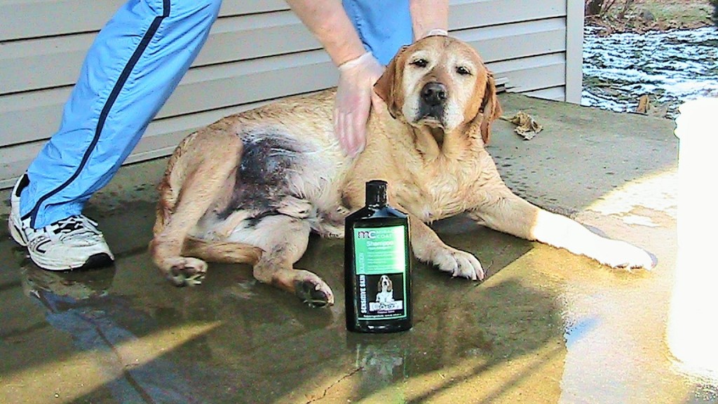 Miracle Coat Shampoo for Dogs REVIEW, #MiracleCoat