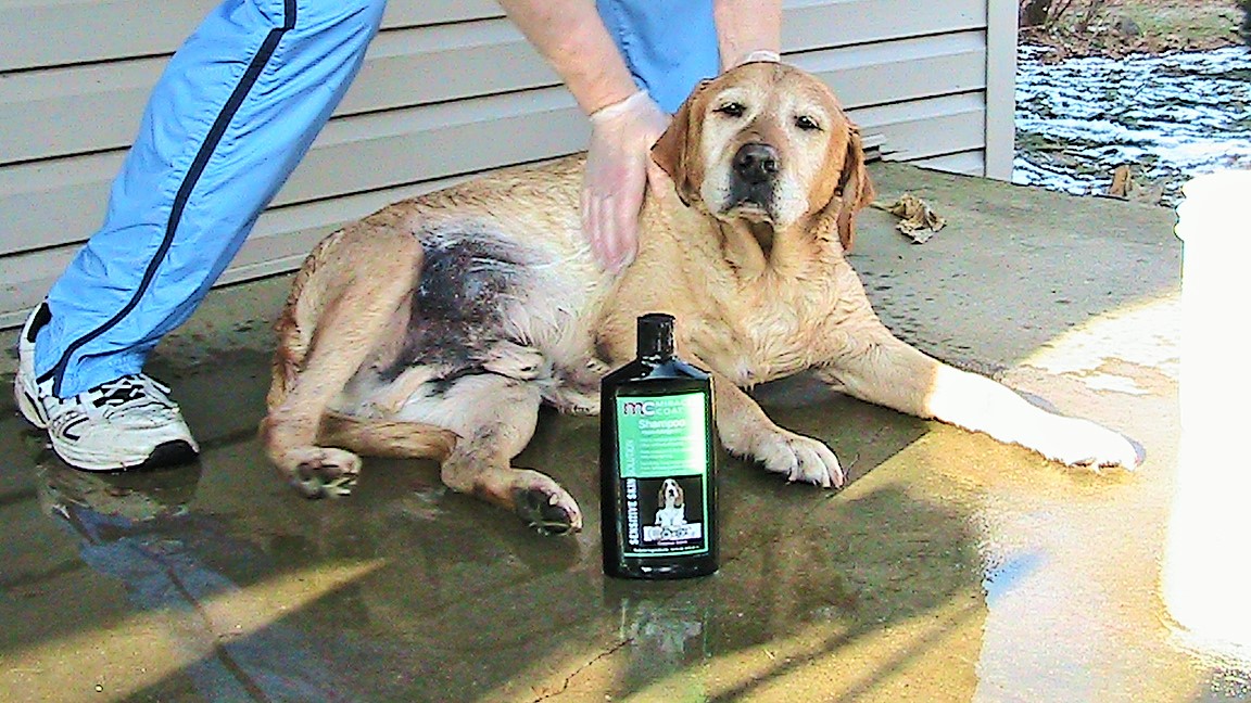 Miracle Coat Shampoo for Dogs REVIEW, MiracleCoat