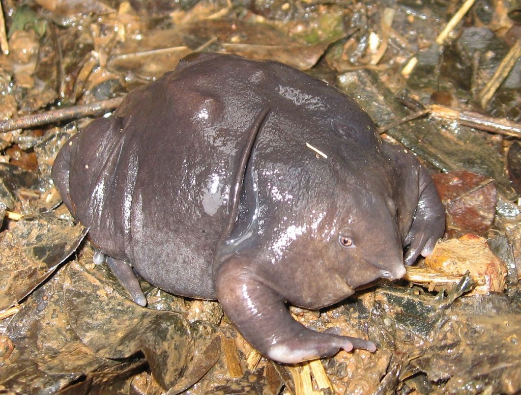 Strange Indian Purple Frog Facts, Pictures and Videos