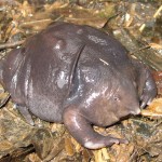 Strange Indian Purple Frog Facts, Pictures and Videos