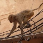 Monkey Saves Electrocuted Monkey Friend in Railway Station