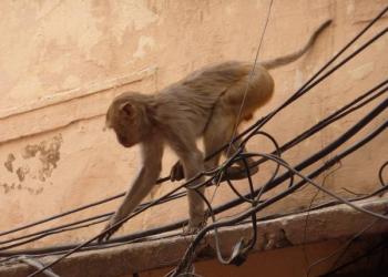 Monkey Saves Electrocuted Monkey Friend