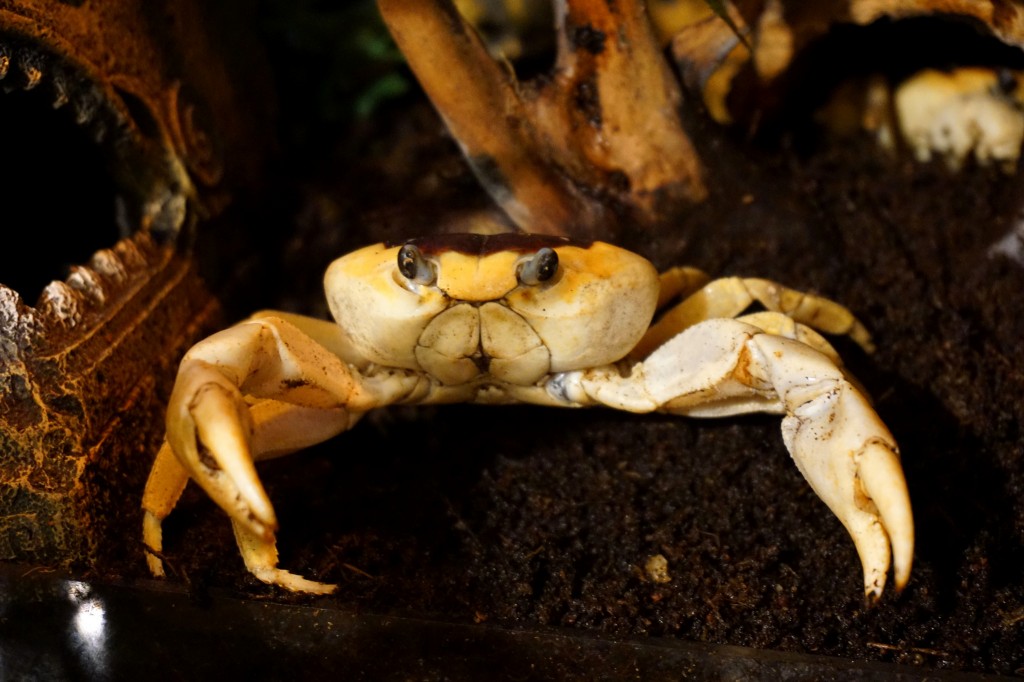 our pet moon crab is molting. You're in a panic. What should you do?