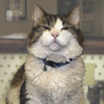 Oscar the Hospice Cat, Could This Cat Really Predict Death?