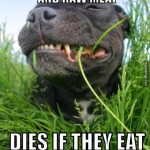 Why Does My Dog Eat Poop?  Is that Normal?