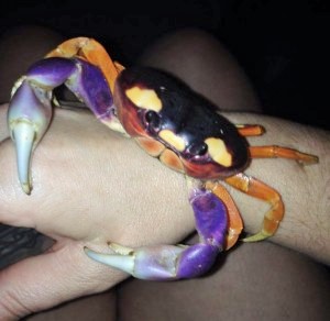 Do Halloween moon crabs make good pets?
