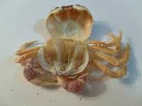 Do Halloween Moon Crabs Make Good Pets