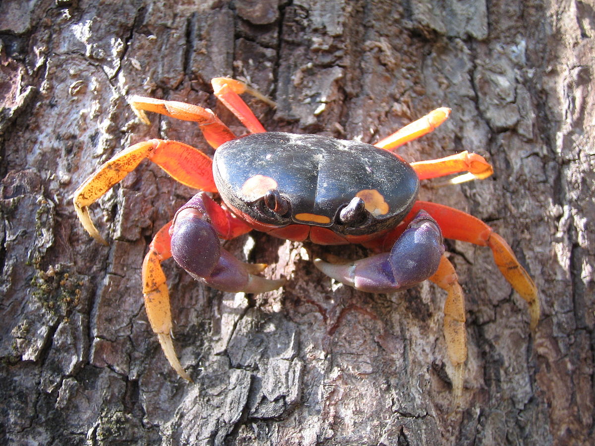 My Pet Moon Crab is Molting