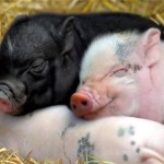 Miniature Pig and Autistic Kids, Meet Buttercup : Therapy Pig