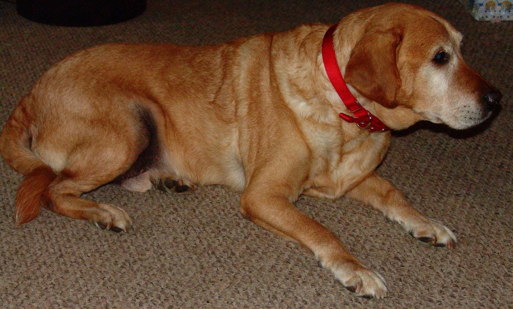 Hamilton Dog Collar Review, #HamiltonFashion Pet Products