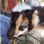 Rubbing Noses with the Animals, Memories of a Little Girl