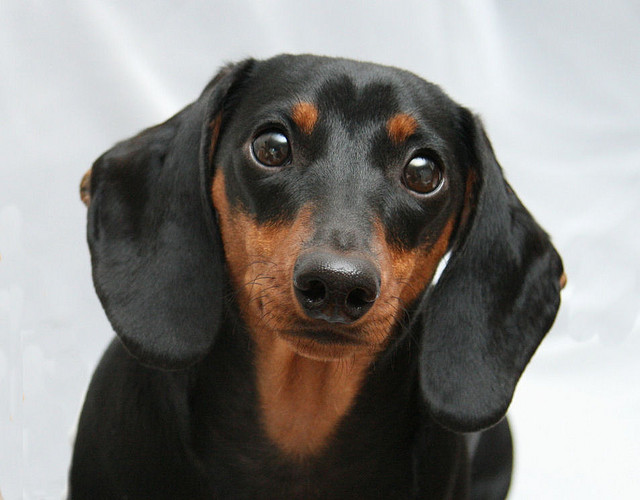 How Do Dogs Get Canine Distemper?