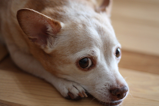 How Do Dogs Get Canine Distemper?