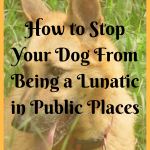 How to Stop Your Dog From Being a Lunatic in Public Places