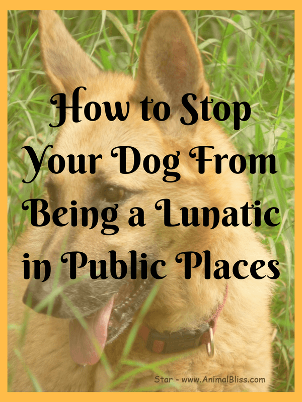 How to Stop Your Dog From Being a Lunatic in Public Places, or How to Socialize your dog