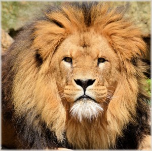 Lion Whisperer Kevin Richardson, How Does He Do It?