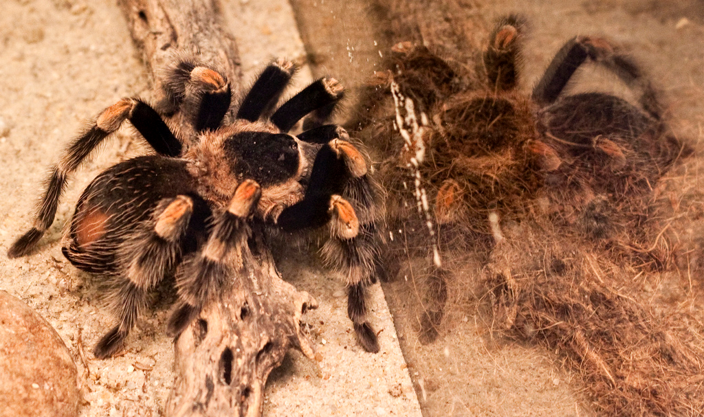 Tarantulas as Pets, What Makes the Tarantula a Great Pet?