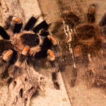 Tarantulas as Pets, What Makes the Tarantula a Great Pet?