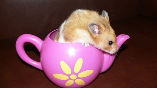 How Hamsters Store So Much Food In Their Cheeks