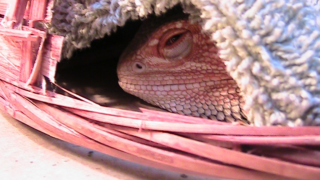 Do bearded dragons hibernate?