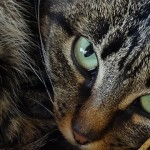 Why Cats Make Such Good Pets | Feline Companions