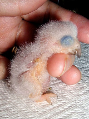 African Grey Parrot Hatchling - one day old - www.AnimalBliss.com