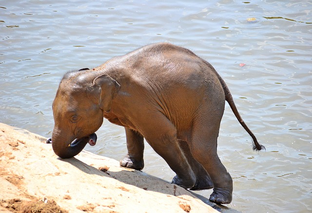 Baby Elephants Video