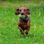 3 Fun Activities to do With Your Dog Outside