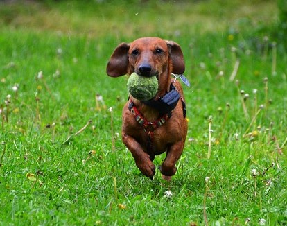 3 Fun Activities to Do With Your Dog Outside