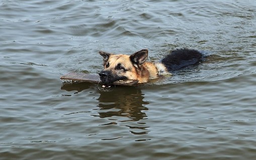 3 Fun Activities to Do With Your Dog Outside