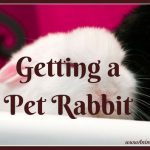 Things You Need to Know Before Getting a Pet Rabbit