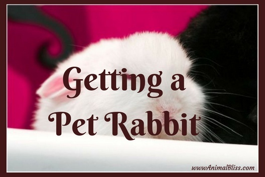 Things You Need to Know Before Getting a Pet Rabbit