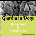 Giardia in Dogs, What are the Symptoms and Treatment?