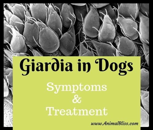 What are the Symptoms and Treatment of Giardia in Dogs,?